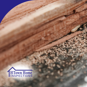 Termite infestation with visible larvae and damage on wood surface.