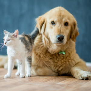 Golden retriever lying beside a curious kitten on a wooden floor.