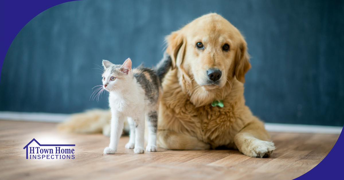 Golden retriever lying beside a curious kitten on a wooden floor.