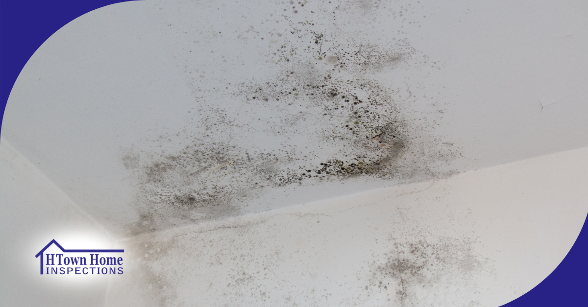Mold growth on the ceiling of a home.