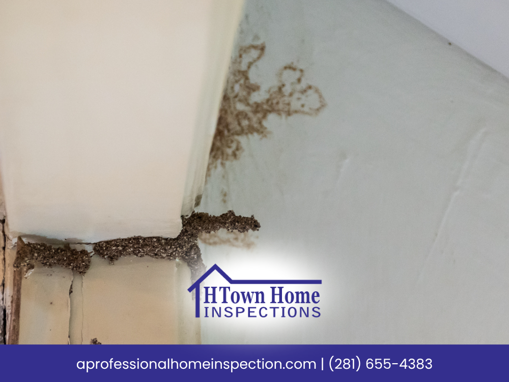 Close-up of termite infestation at the corner of a wall, showing mud tunnels.