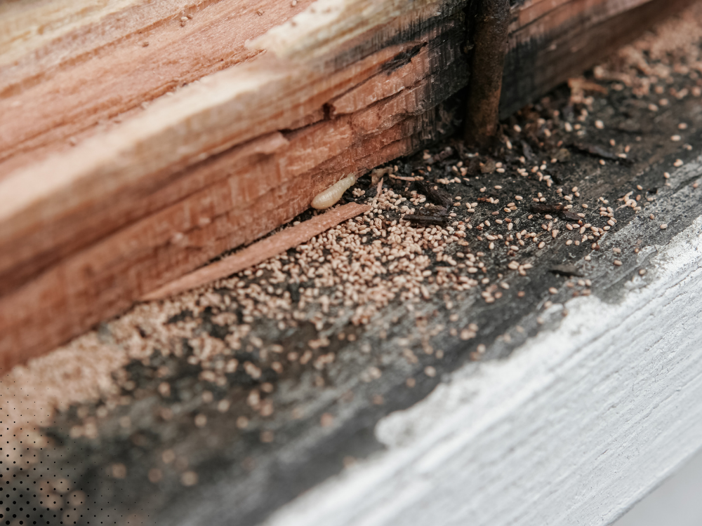 Close-up of termite damage and sawdust near wood surface.